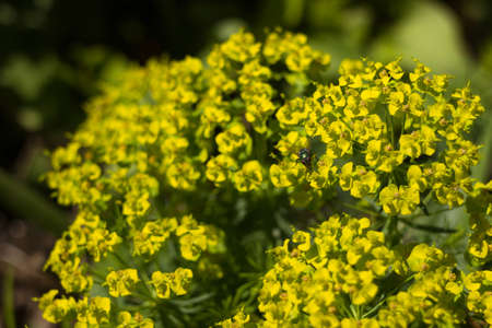 Green fly (Lucilia sericata) on plant Alyssum Gold. Green and yellow flowers blooming in the garden, backgroundの写真素材