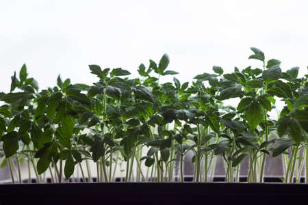Tomato seedlings grow on the windowsill. Growing seedlings of vegetables at home, agriculture. Green backgroundの写真素材