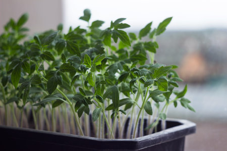Tomato seedlings grow on the windowsill. Growing seedlings of vegetables at home, agriculture. Green...