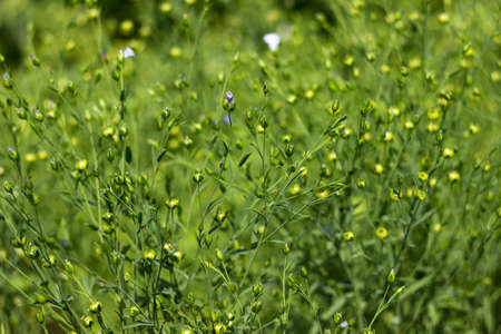 The flax (linseed) plant grows in the garden, a useful plant. Immature small boxes with flax seeds (Linum usitatissimum)の写真素材