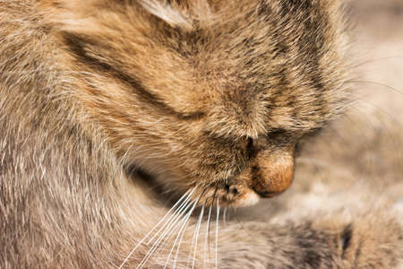 Sleeping fluffy cat close up. The animal is resting at home. Blurred backgroundの写真素材