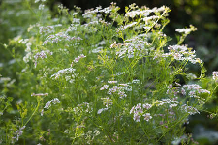 Coriander growing in the garden with almost ripe seeds. Cilantro, spice grains. Agricultureの写真素材