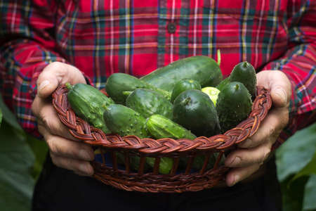 A man in a red plaid shirt holds a wicker bowl with ripe cucumbers. Harvestingの写真素材