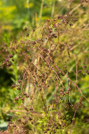Coriander growing in the garden with almost ripe seeds. Cilantro, spice grains. Agricultureの写真素材