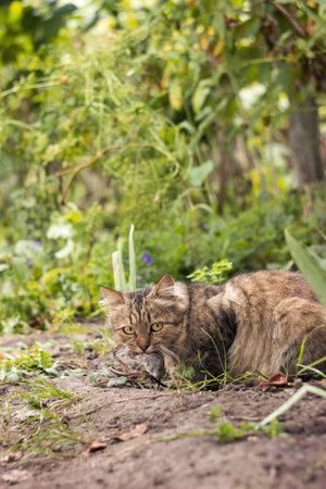 A domestic fluffy cat caught a mouse in the yard. Huntingの写真素材