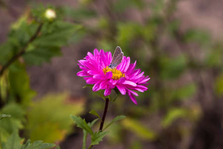 Lycaenidae butterfly. Blue small butterfly with spots outside the wings sits on a pink aster flower. Backgroundの写真素材