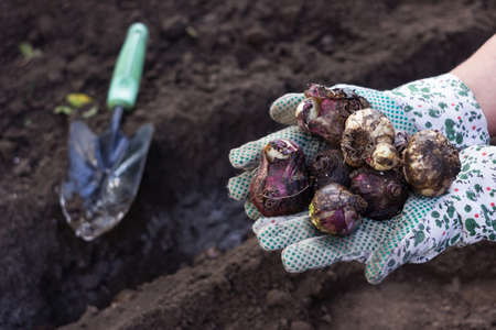 Planting hyacinth bulbs in the ground in autumn. Woman holding bulbs of spring flowers hyacinths on the background of a working blade, gardeningの写真素材