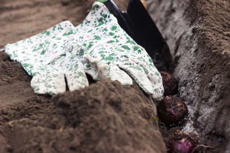 Planting hyacinth bulbs in the ground in the fall. Planting spring, gardeningの写真素材