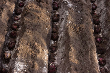 Planting hyacinth bulbs in the ground in the fall. Planting spring flowers, gardeningの写真素材