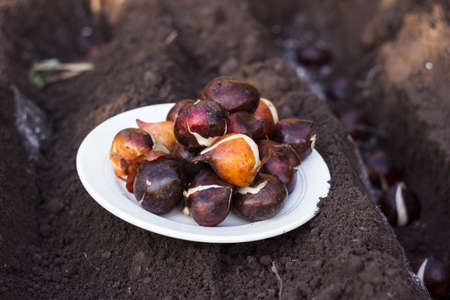 Tulip bulbs in a plate before planting. Planting spring flowers in the ground in autumnの写真素材