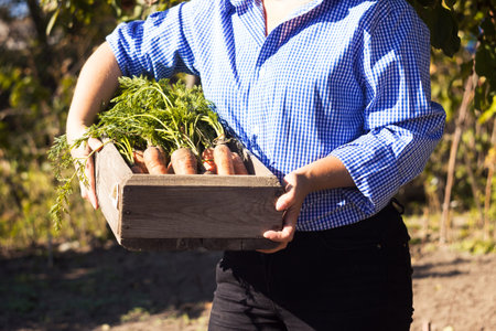 A young woman in a blue and white shirt in a cage holds a box with dug carrots. Harvesting vegetablesの写真素材