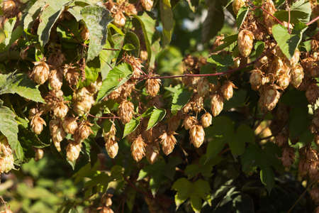 Ripe hop cones, liana-like medicinal plant, backgroundの写真素材