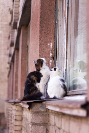 A cat and a kitten sit on the window sill of a multi-storey house in the outdoors. Kittens want to...
