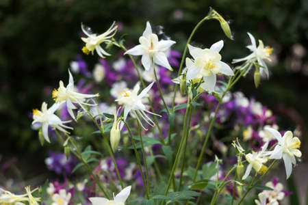 White Aquilegia flowers, beautiful spring flowers bloom, background. In the background, a white and lilac Aquilegiaの写真素材