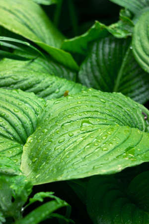 Green hosta plant in water droplets. Plant after rainの写真素材