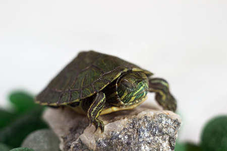 Domestic aquatic green slider turtle sleeps on green pieces of glass. Petの写真素材