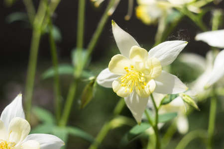 White Aquilegia flowers, beautiful spring flowers bloom, backgroundの写真素材