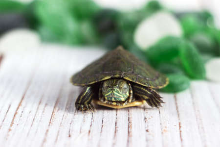 Domestic aquatic green slider turtle sleeps on green pieces of glass. Petの写真素材