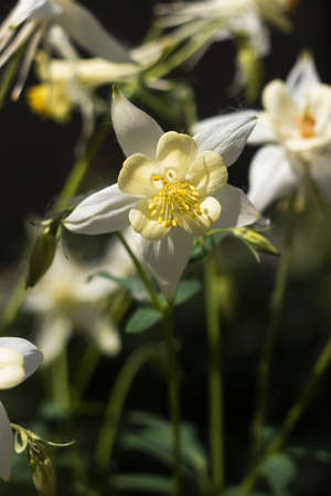 White Aquilegia vulgaris flowers, columbine (European crowfoot and granny's bonnet). beautiful spring flowers bloom backgroundの写真素材
