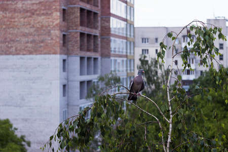 A forest pigeon (Columba palumbus) sits on a birch branch in a cut of residential buildings. The forest bird flew into the cityの写真素材