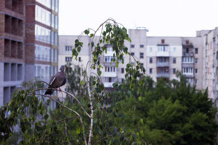 A forest pigeon (Columba palumbus) sits on a birch branch in a cut of residential buildings. The forest bird flew into the cityの写真素材