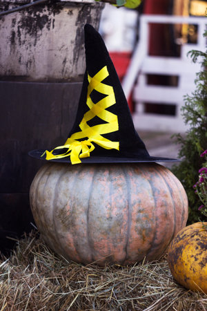 A large ripe pumpkin with a black witch hat on top. harvesting. halloween