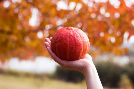 Bright orange pumpkin in a female hand against a background of yellow leaves. autumn conceptの写真素材