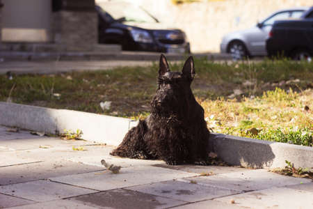 Black Scottish Terrier Dog. A small black dog is waiting for his master. Petsの写真素材