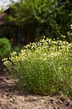 Flowering chamomile in the garden. White little chamomile flowers, backgroundの写真素材