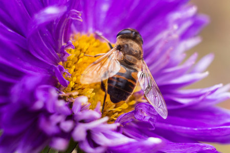 A bee sits on an aster. A bee insect collects nectar from flowers in summerの写真素材