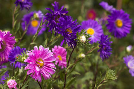 Colorful summer asters bloom in the garden. Pink and purple flowers, backgroundの写真素材