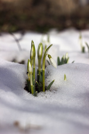 Snowdrops in spring among the snow. Flower background. A bush of early spring flowersの写真素材