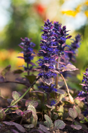 Atropurpurea, Ajuga reptans - ornamental creeping herb with purple leavesの写真素材
