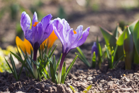 purple and yellow crocuses grow in the garden. Some of the first bright spring flowers bloom, backgroundの写真素材