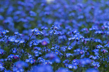 Forget-me-not flowers, blue floral background. Flowering of beautiful garden flowersの写真素材