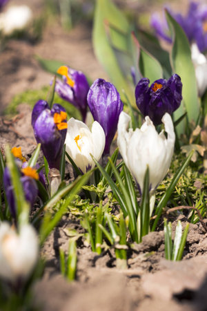 White and purple crocuses grow in the garden. Some of the first bright spring flowers bloom, backgroundの写真素材