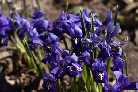 Spring Iris reticulata, Early Small blue flowers bloom in the garden. Backgroundの写真素材