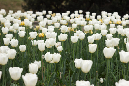 Many white tulips bloom in the garden in spring, backgroundの写真素材