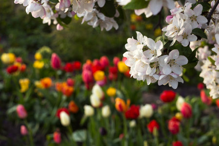 Flowering of an apple tree against the background of colorful tulips. Floral spring backgroundの写真素材