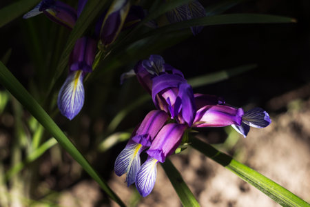 Purple flower Iris graminea (Grassy-Leaved Iris, Iridaceae). Summer flower in the gardenの写真素材