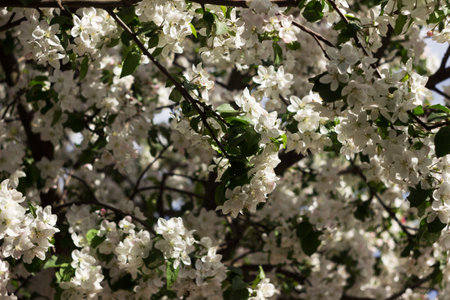 Apple blossom, background. A flowering tree in spring, beautiful and delicate flowersの写真素材