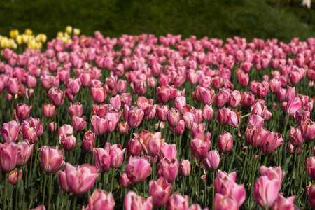 Many beautiful pink tulips blooming on a bright spring day, backgroundの写真素材