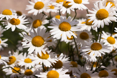 Many flowering large daisies grow in the garden in summer. Beautiful summer backgroundの写真素材