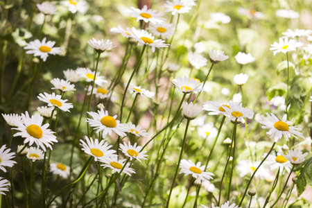 Large beautiful bush of white chamomile in summer, many white flowers. Background.の写真素材