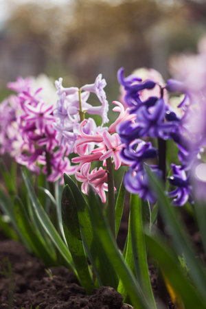 Bright multicolored hyacinths: pink, purple, white flowers. Bright spring backgroundの写真素材