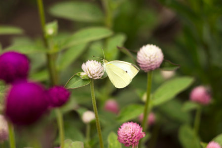 White cabbage butterfly on a pink Gomphrena's flower, summer backgroundの写真素材
