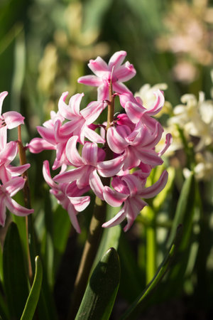Pink hyacinth grows and blooms in the spring garden, floral bright backgroundの写真素材