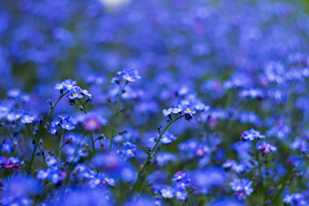 Forget-me-not flowers, blue floral background. Flowering of beautiful garden flowersの写真素材