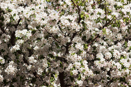 Apple blossom, background. A flowering tree in spring, beautiful and delicate flowersの写真素材