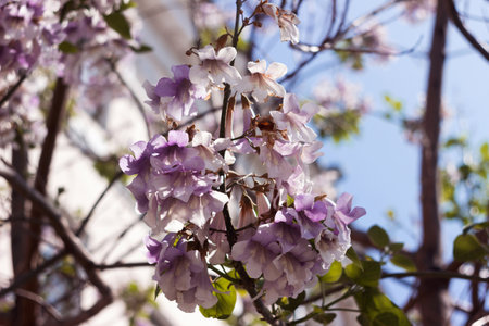 Purple flowers in the form of a bellの写真素材